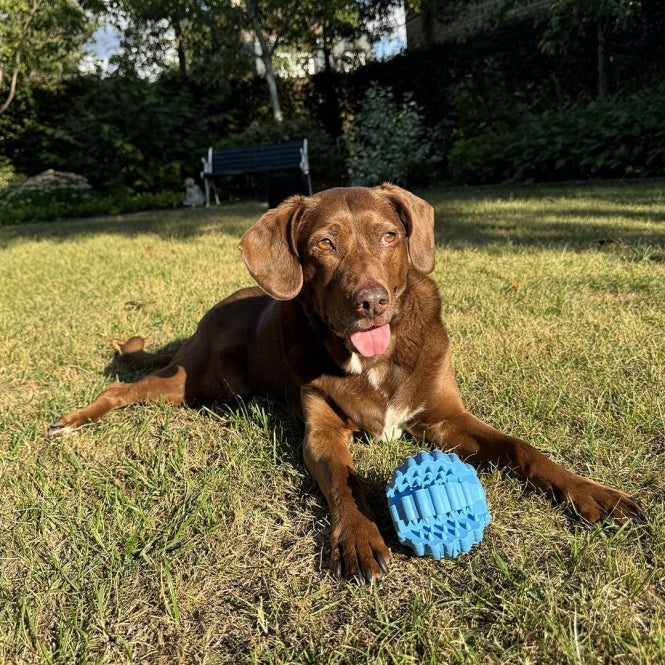 Duvoplus Ball Griplay Dental Rippe